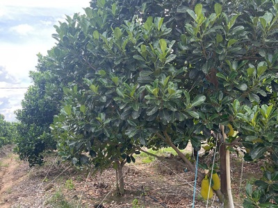 Đất 2.2 sào mít shr hxt   dt792 tây ninh s 2