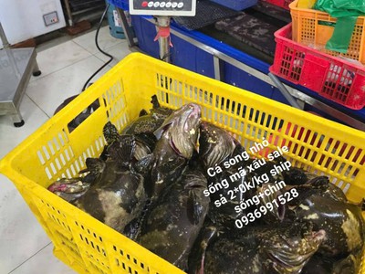 NƠi bán cá mú vip ngon tuyển chọn 0