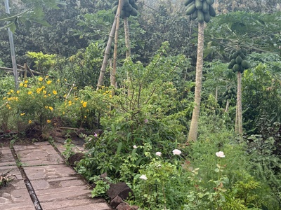 Chỉ còn duy nhất 1 lô đất đời vườn cây Giá Tỵ diện tích hơn 1000m2 view hướng ra Hồ Trị An tại Định 3