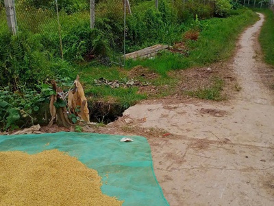 Hiếm   đất chuyển đổi gần 2000m  tại đông hưng, thái bình   ô tô vào tận nơi   giá chỉ 7xx triệu 0