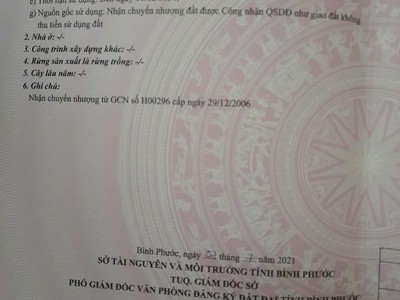 Bán 9 héc cao su   điều   thực tế gần 10 héc   bù đăng, bp, 5,8 tỷ 0