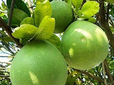 Chính Chủ Cần Xoay Vốn Nên Bán Gấp Lô Đất 1000m2 Vườn Cây Ăn Trái Lâu Năm Tại Thống Nhất 1