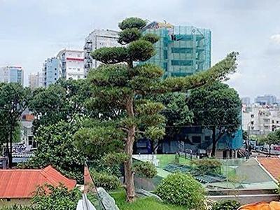 Bán biệt thư cổ đẳng cấp đ. tú xương, quận 3 - hiếm - 9m  12m - xung quanh toàn quan chức hội tụ 1