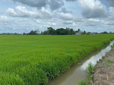 Bán lô đất đẹp   xã an ninh tây, huyện đức hòa, tỉnh long an 0