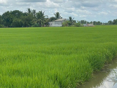 Bán lô đất đẹp   xã an ninh tây, huyện đức hòa, tỉnh long an 1