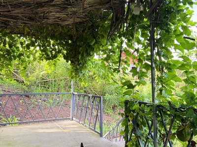 Nhà em có mảnh vườn đồi Giá Tỵ câng bán, View Hồ Trị An, Giáp suối tại Định Quán, Đồng Nai 9