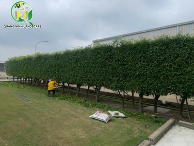 Dịch vụ cắt tỉa cây, bứng cây cho công trình đúng tiến độ 0