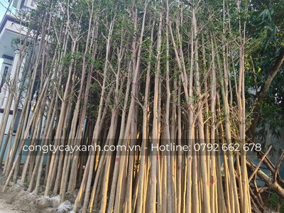 Chuyên bán cây bàng Đài Loan cho công trình 0