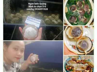 Cần bán ngán biển vip ngon tuyển chọn 0