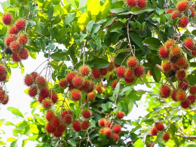 Cô Chú Hàng Xóm Cần Bán Lô Đất Vườn Cây Ăn Trái Lâu Năm Do Tuổi Già Không Còn Sức Chăm 0