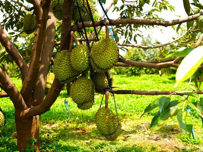 Cô Chú Hàng Xóm Cần Bán Lô Đất Vườn Cây Ăn Trái Lâu Năm Do Tuổi Già Không Còn Sức Chăm 1