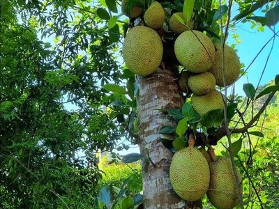 Cô Chú Hàng Xóm Cần Bán Lô Đất Vườn Cây Ăn Trái Lâu Năm Do Tuổi Già Không Còn Sức Chăm 2