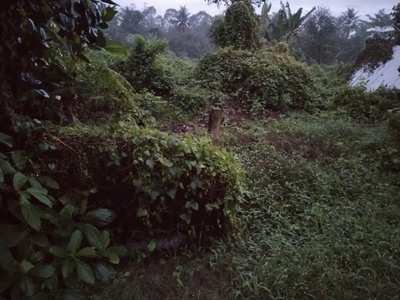 Chính chủ cần bán 2000m2 đất vườn tại 454, xã tiên long, huyện châu thành, bến tre 2