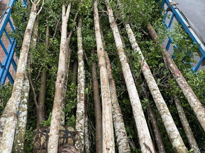 Cung cấp   thi công cây Bàng Đài Loan tại Đồng Nai, TPHCM, Bình Dương, Bà Rịa - Vũng Tàu 5