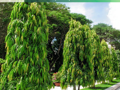 Thi công cây Hoàng Nam Đồng Nai 0