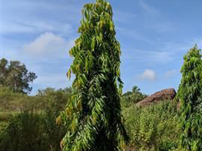 Thi công cây Hoàng Nam Đồng Nai 1