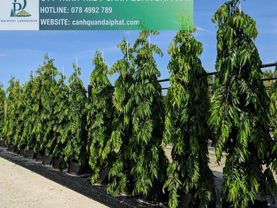 Thi công cây Hoàng Nam Đồng Nai 2