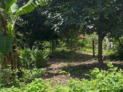 Đất mặt tiền shr đ.24m 2833m2, nở hậu nhẹ   nguyễn ảnh thủ hóc môn 2