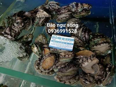 Cần bán bào ngư tuyển chọn giá tốt 0