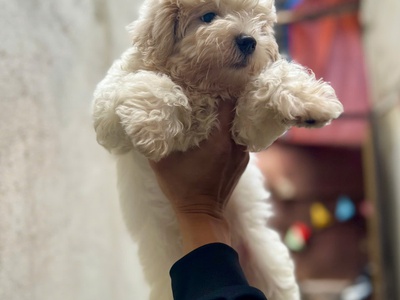 Tìm nhà mới cho bé poodle đực 2 tháng tuổi 0