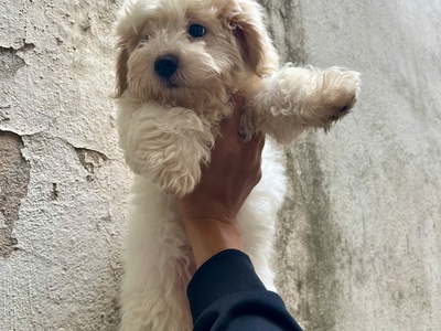 Tìm nhà mới cho bé poodle đực 2 tháng tuổi 1