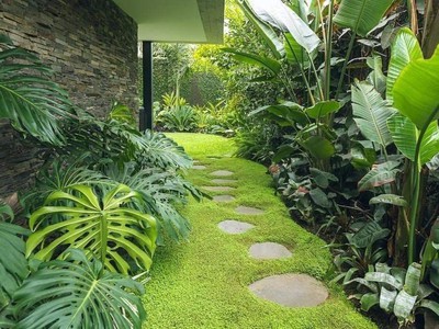 Thi Công Cỏ Nhung Nhật Thảm Cỏ Mịn Đẹp Cho Sân Vườn 2025 2