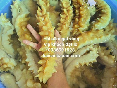 Cần bán hải sâm gai vàng vip ngon 0