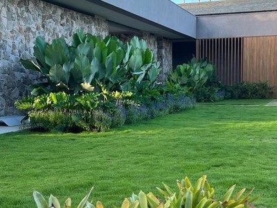 Thi Công Cỏ Nhung Nhật Thảm Cỏ Mịn Đẹp Cho Sân Vườn 2025 0