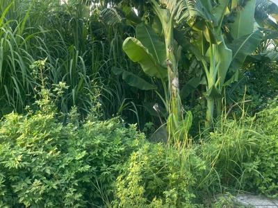 Chính chủ bán đất 2 mặt tiền   máng nước, an đồng, an dương, hải phòng 0