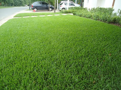 Thi Công Cỏ Nhung Nhật Thảm Cỏ Mịn Đẹp Cho Sân Vườn 2025 3