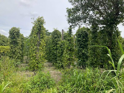 Cư ni- ea kar dt 7200m2 full hồng 2 mặt tiền đường 160m sẵn nhà cấp 4 tiêu cho thu chỉ 1ty xx 1