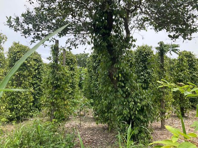 Cư ni- ea kar dt 7200m2 full hồng 2 mặt tiền đường 160m sẵn nhà cấp 4 tiêu cho thu chỉ 1ty xx 3