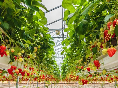 ĐỘT PHÁ Năng Suất Cùng Màng Nhà Kính Công Nghệ Cao của Israel      2