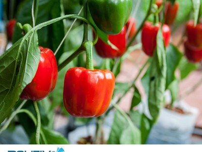 ĐỘT PHÁ Năng Suất Cùng Màng Nhà Kính Công Nghệ Cao của Israel      3