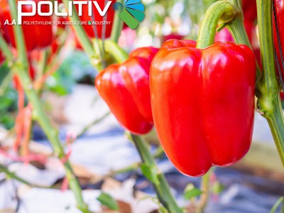 ĐỘT PHÁ Năng Suất Cùng Màng Nhà Kính Công Nghệ Cao của Israel      4