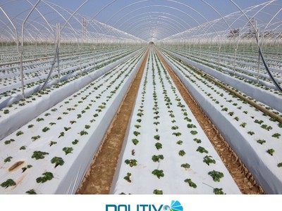 ĐỘT PHÁ Năng Suất Cùng Màng Nhà Kính Công Nghệ Cao của Israel      5