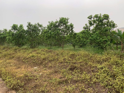 Chính chủ cần bán gấp lô đất đẹp tại km9   thái long - tuyên quang 1