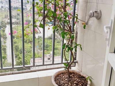 Chính chủ bán căn hộ tầng 14 HH01 Thanh Hà Cienco 5   65m2 chỉ 3,1x tỉ 2