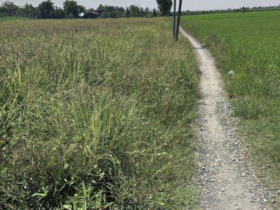 Bán đất công 1100m2 đất, cách phà cát lái chỉ 3,5km, phú huux, nhơn trạch,đồng nai 1