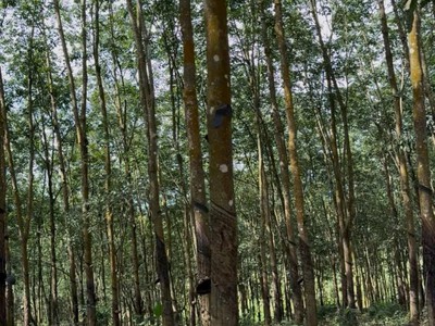 Đất đẹp tân lợi   đồng phú, 2ha cao su   chỉ 3 tỷ 0