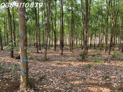 Đất đẹp tân lợi   đồng phú, 2ha cao su   chỉ 3 tỷ 1