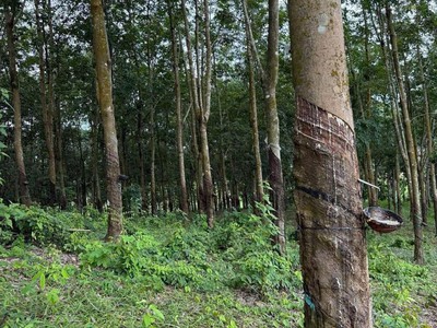 Đất đẹp tân lợi   đồng phú, 2ha cao su   chỉ 3 tỷ 2