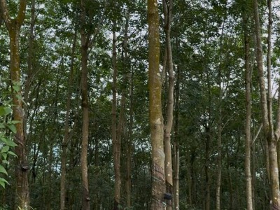 Đất đẹp tân lợi   đồng phú, 2ha cao su   chỉ 3 tỷ 3