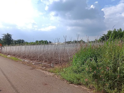 Cần bán 1 sào đất view nghỉ dưỡng, nhà vườn yên tĩnh. 3