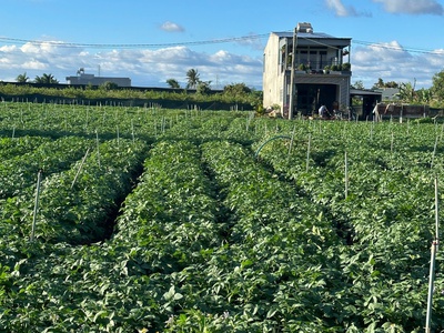 Bán 505m2 đất tổ 32 thị trấn liên nghĩa đức trọng - lâm đồng 0