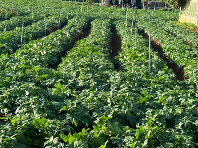 Bán 505m2 đất tổ 32 thị trấn liên nghĩa đức trọng - lâm đồng 2