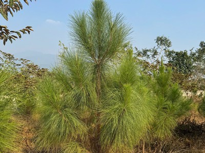 Bán nhà cấp 4 Minh Quyết, Khai Quang, Vĩnh Yên, Vĩnh Phúc. Giác chỉ 2.55 tỷ 2