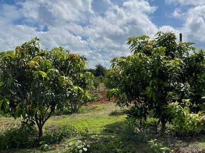 Chính chủ bán 4600m2, đất mặt tiền tại thôn 6, xã ea bar, huyện buôn đôn, tỉnh đắk lắk 1