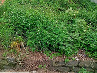 Bán đất mặt tiền 8m   trung tâm thị trấn thạnh mỹ   cơ hội sinh lời cao tại đơn dương 2