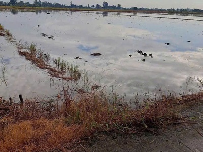 Bán đất ruộng khu vực phi thông   rạch giá   kiên giang 0